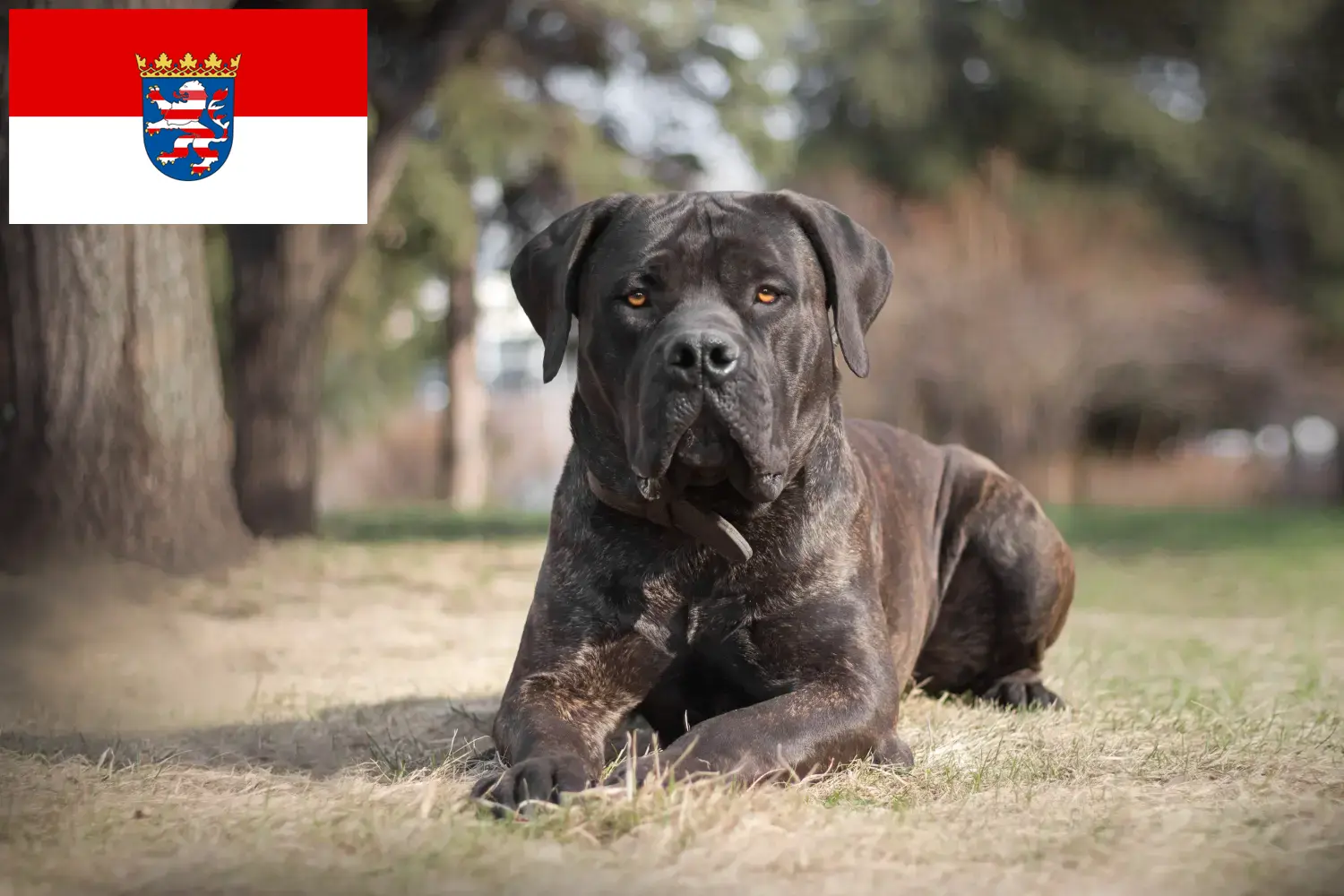 Read more about the article Boerboel breeders and puppies in Hessen