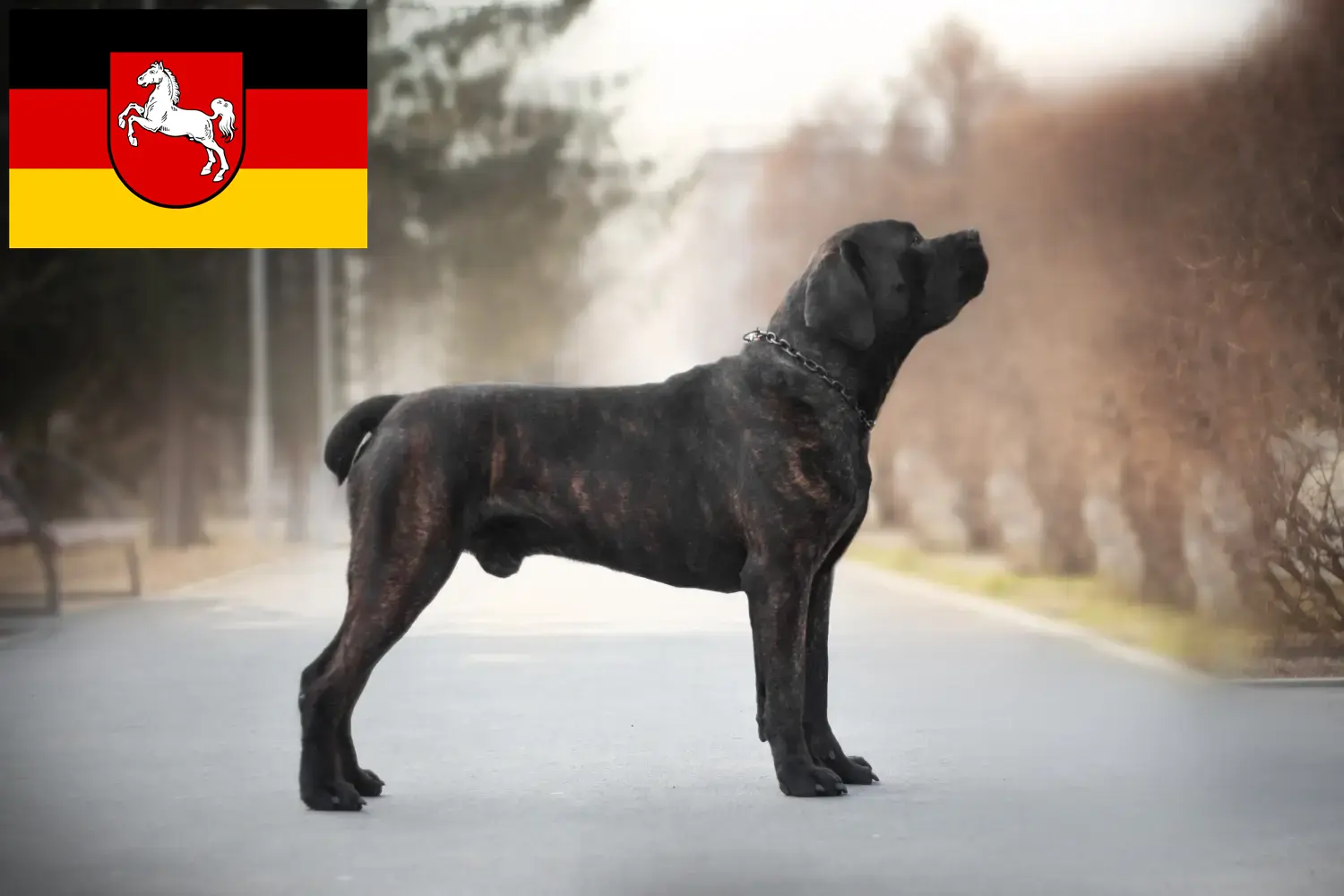 Read more about the article Boerboel breeders and puppies in Lower Saxony