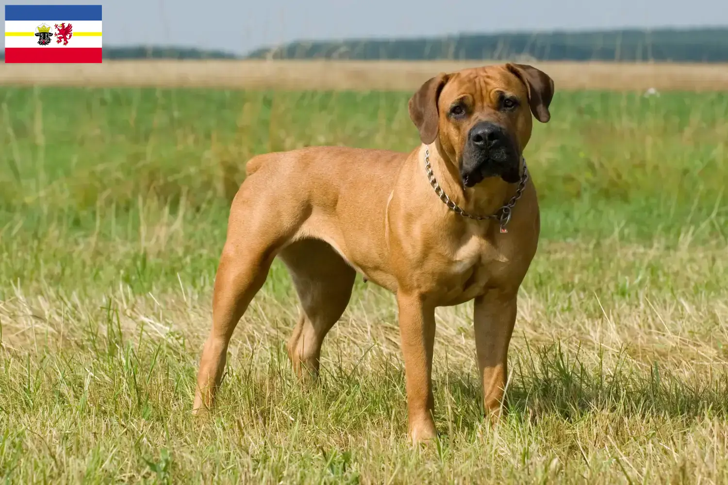 Read more about the article Boerboel breeders and puppies in Mecklenburg-Vorpommern