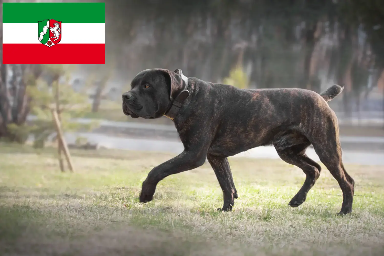 Read more about the article Boerboel breeders and puppies in North Rhine-Westphalia