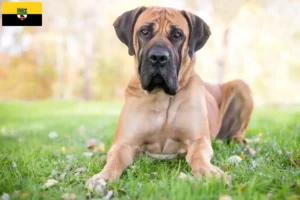 Read more about the article Boerboel breeders and puppies in Saxony-Anhalt