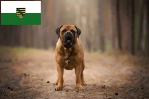 Read more about the article Boerboel breeders and puppies in Saxony