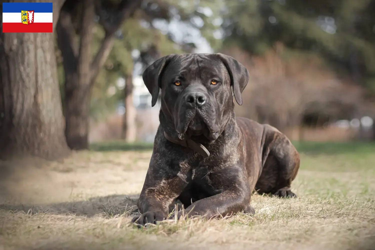 Read more about the article Boerboel breeders and puppies in Schleswig-Holstein