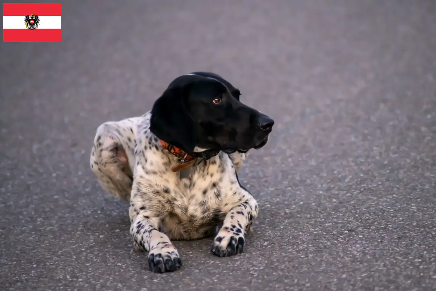 Read more about the article Braque d’Auvergne breeders and puppies in Austria