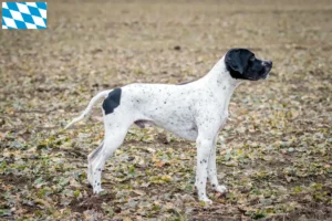 Read more about the article Braque d’Auvergne breeders and puppies in Bavaria