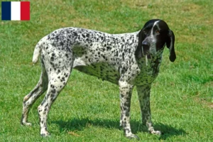 Read more about the article Braque d’Auvergne breeders and puppies in France