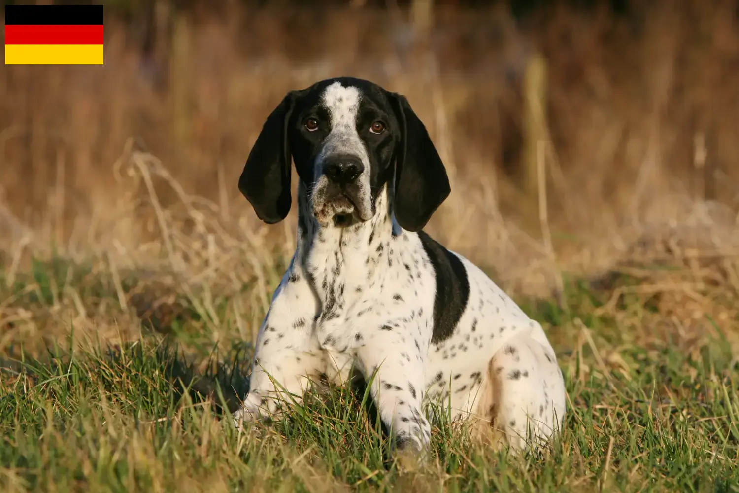 Read more about the article Braque d’Auvergne breeders and puppies in Germany