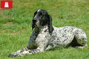 Read more about the article Braque d’Auvergne breeders and puppies in Hamburg