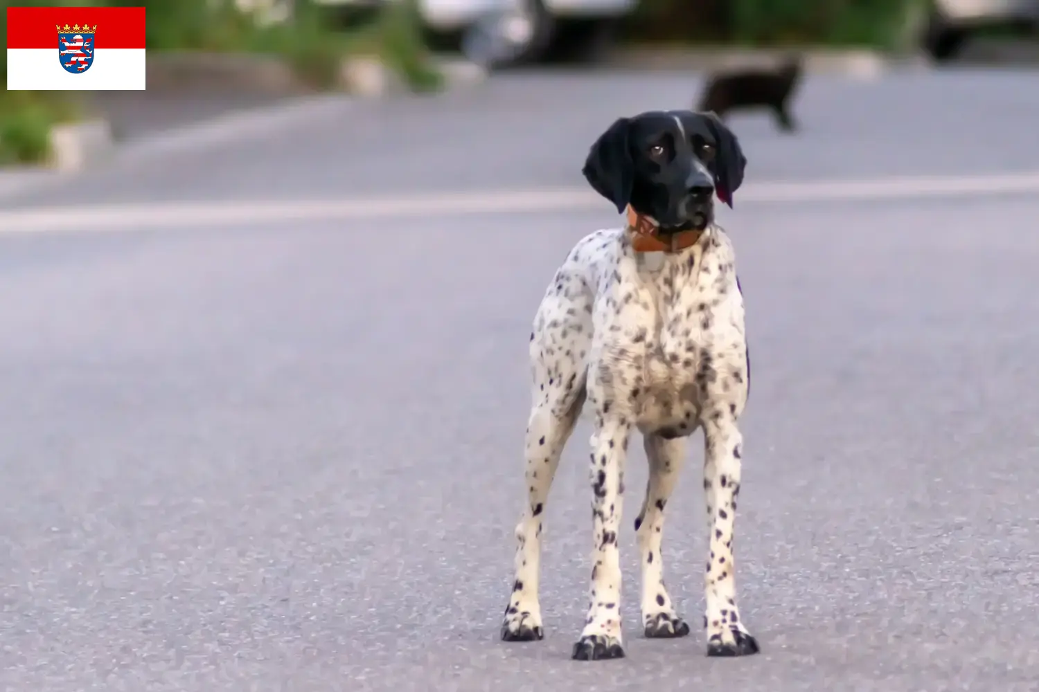 Read more about the article Braque d’Auvergne breeders and puppies in Hessen