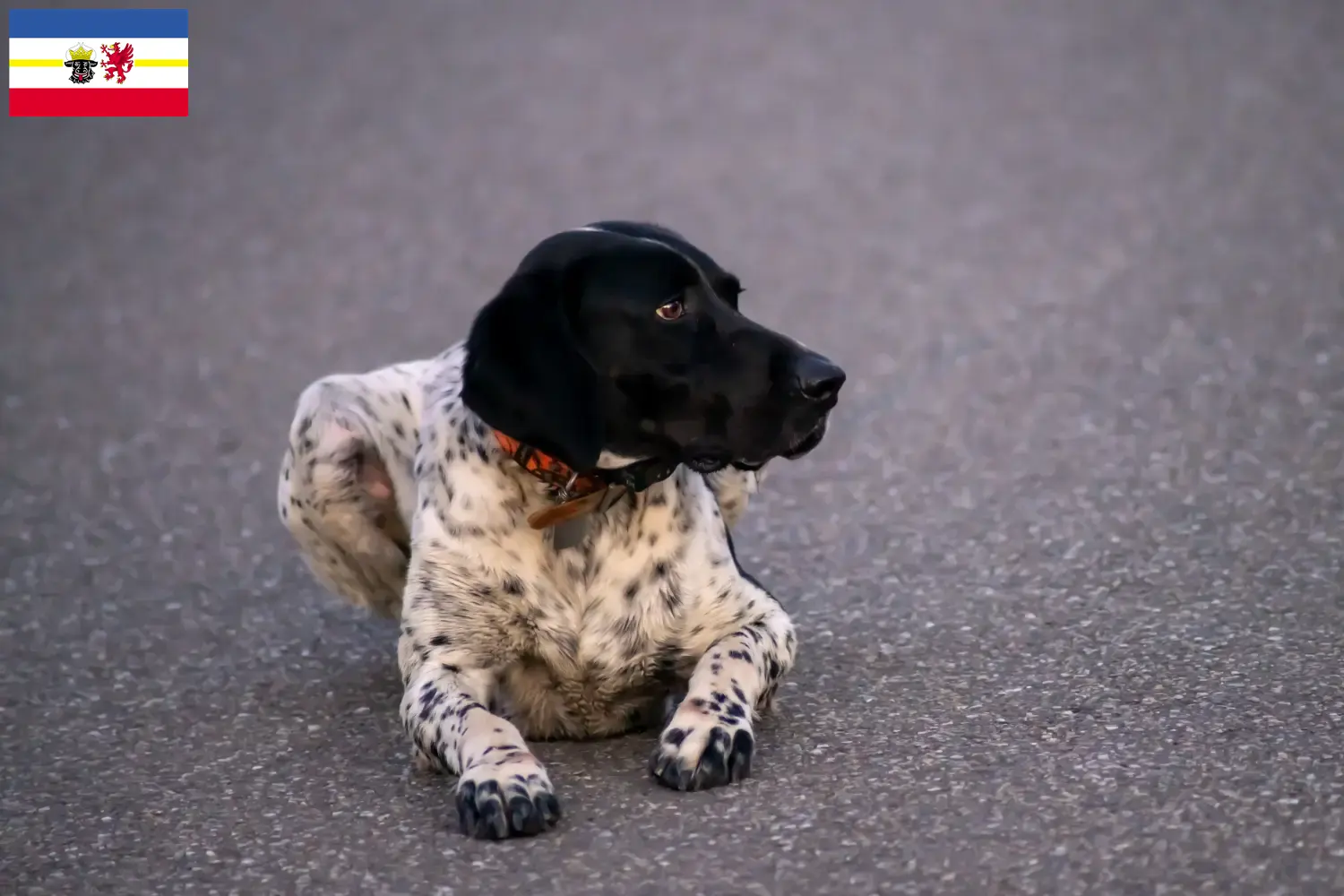 Read more about the article Braque d’Auvergne breeders and puppies in Mecklenburg-Vorpommern