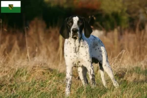 Read more about the article Braque d’Auvergne breeders and puppies in Saxony