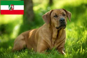 Read more about the article Broholmer breeders and puppies in North Rhine-Westphalia