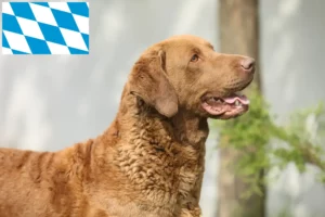 Read more about the article Chesapeake Bay Retriever breeders and puppies in Bavaria