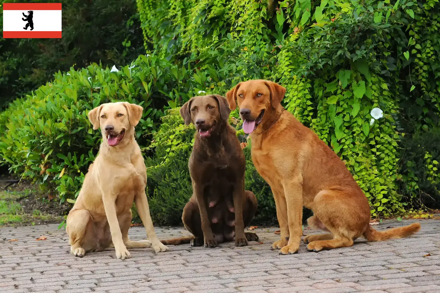 Read more about the article Chesapeake Bay Retriever breeders and puppies in Berlin