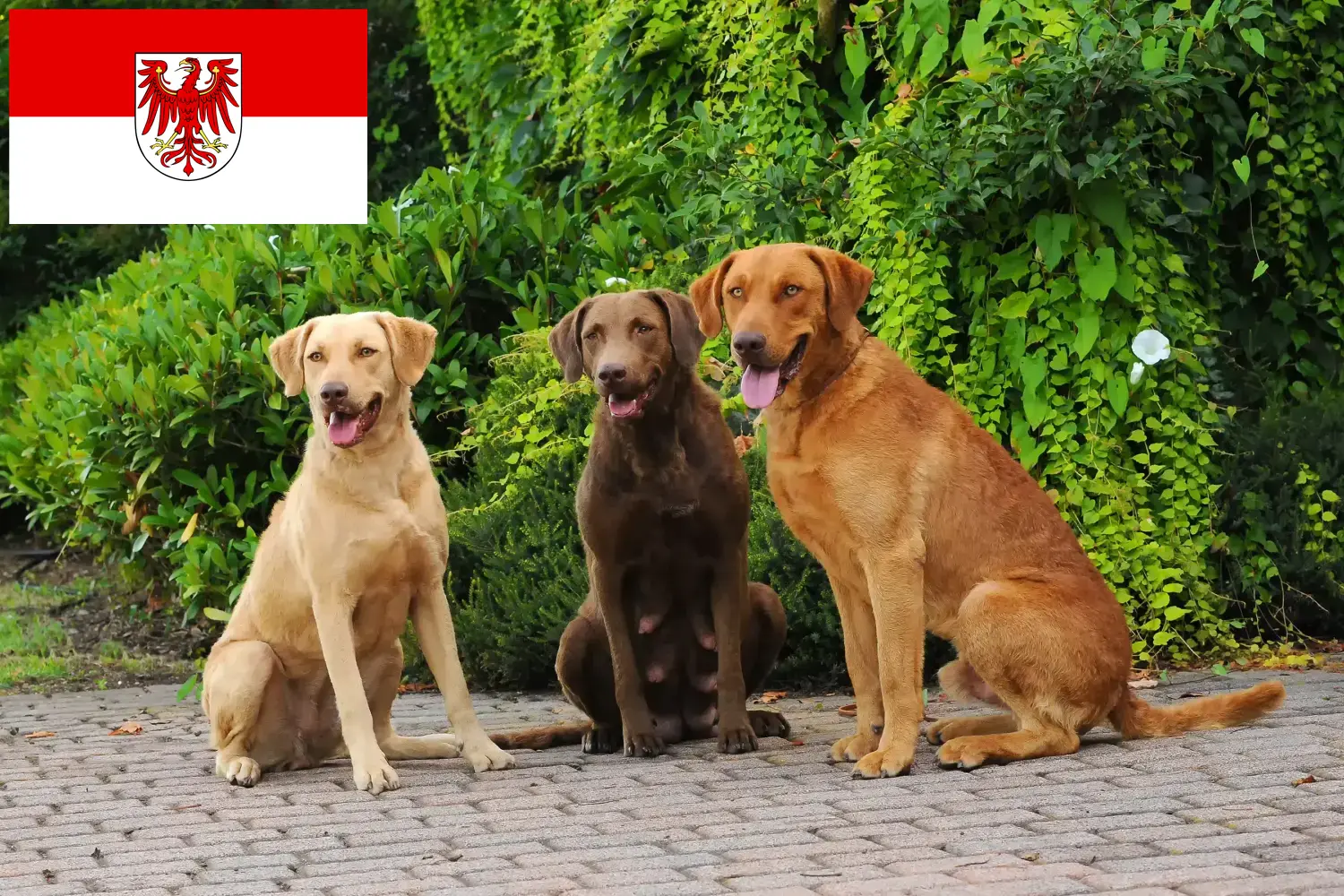 Read more about the article Chesapeake Bay Retriever breeders and puppies in Brandenburg