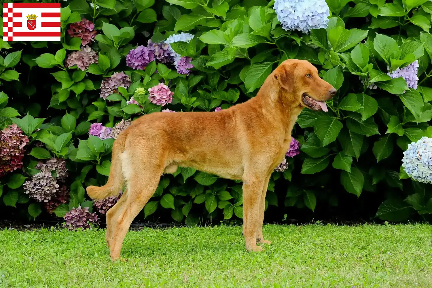 Read more about the article Chesapeake Bay Retriever breeders and puppies in Bremen