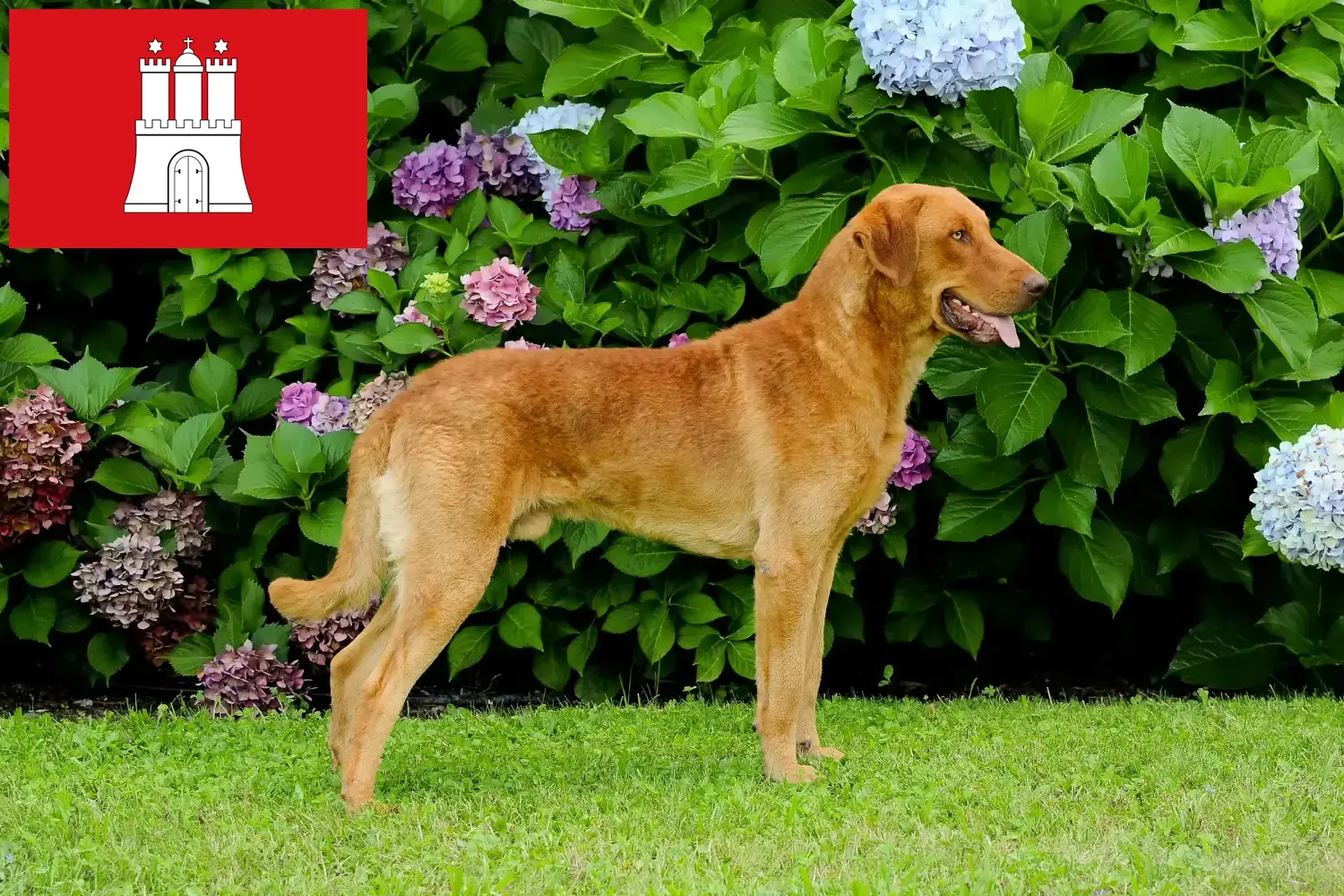 Read more about the article Chesapeake Bay Retriever breeders and puppies in Hamburg