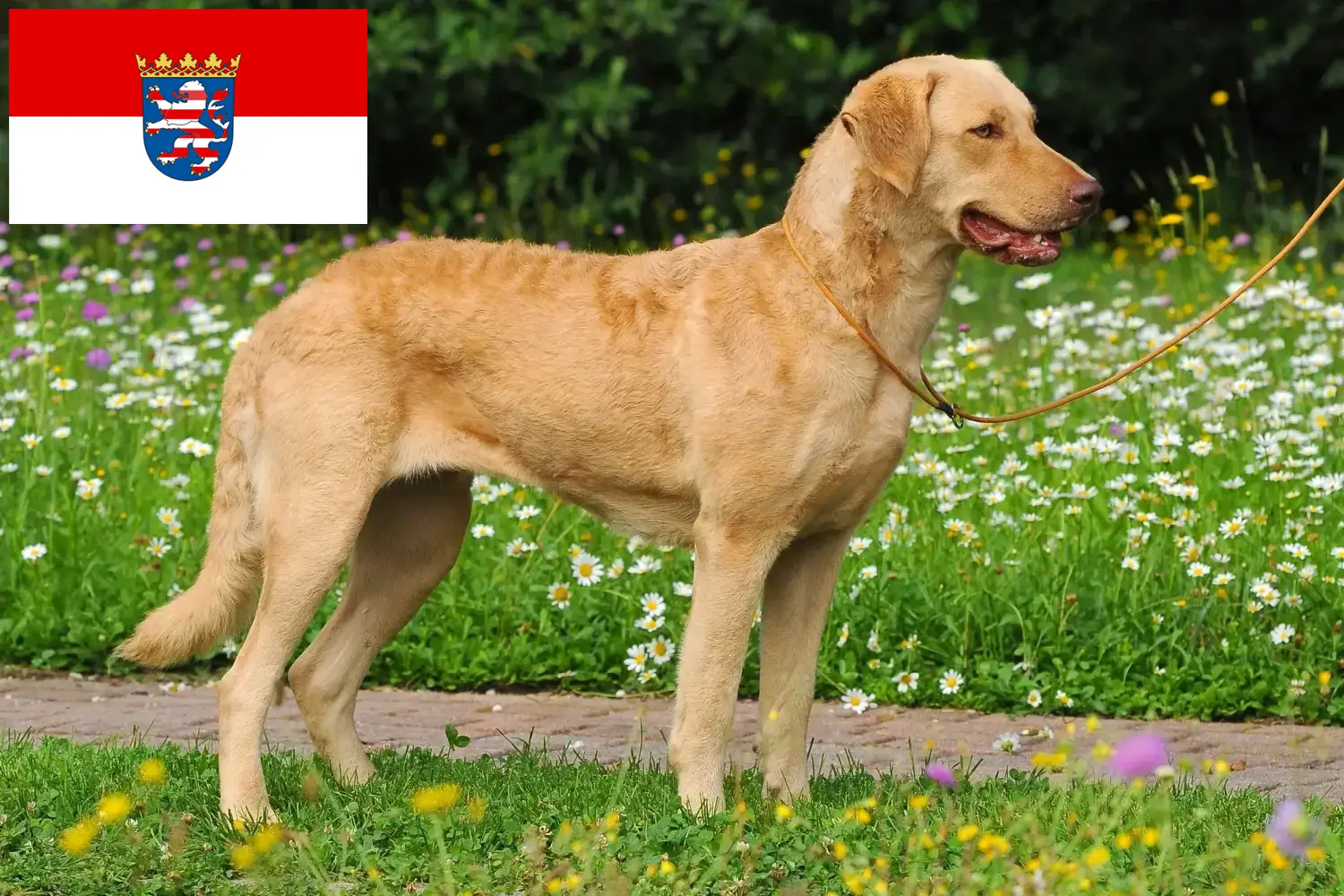 Read more about the article Chesapeake Bay Retriever breeders and puppies in Hessen