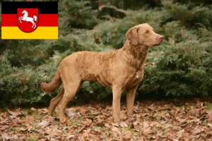 Read more about the article Chesapeake Bay Retriever breeders and puppies in Lower Saxony