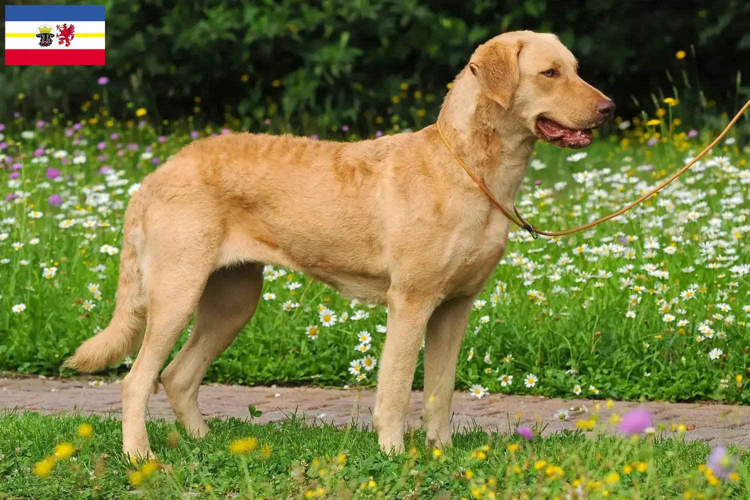 Read more about the article Chesapeake Bay Retriever breeders and puppies in Mecklenburg-Vorpommern