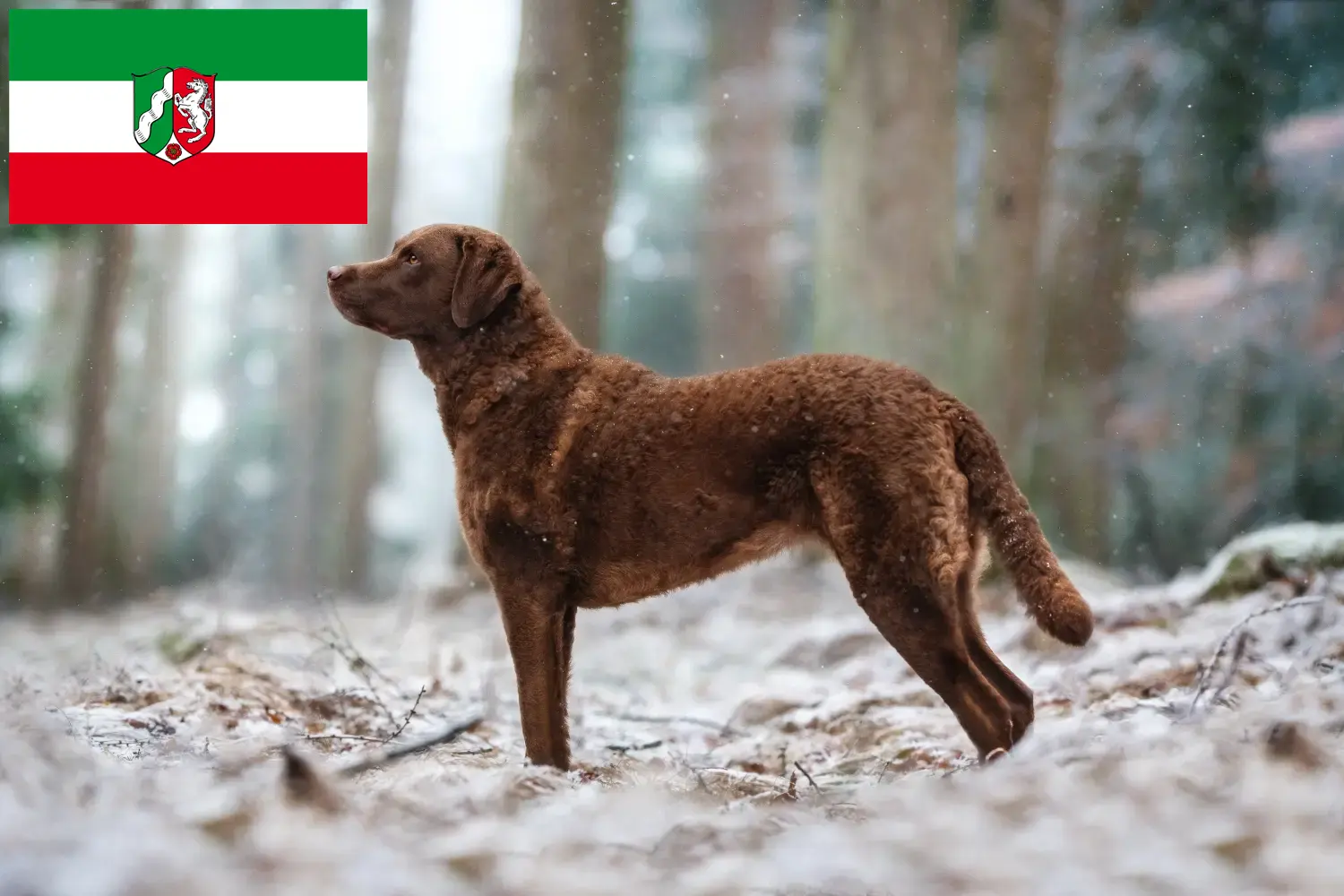 Read more about the article Chesapeake Bay Retriever breeders and puppies in North Rhine-Westphalia