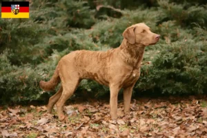 Read more about the article Chesapeake Bay Retriever breeders and puppies in Saarland