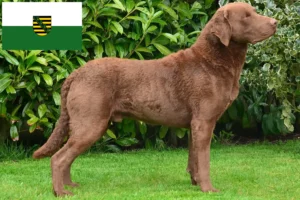 Read more about the article Chesapeake Bay Retriever breeders and puppies in Saxony