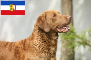 Read more about the article Chesapeake Bay Retriever breeders and puppies in Schleswig-Holstein