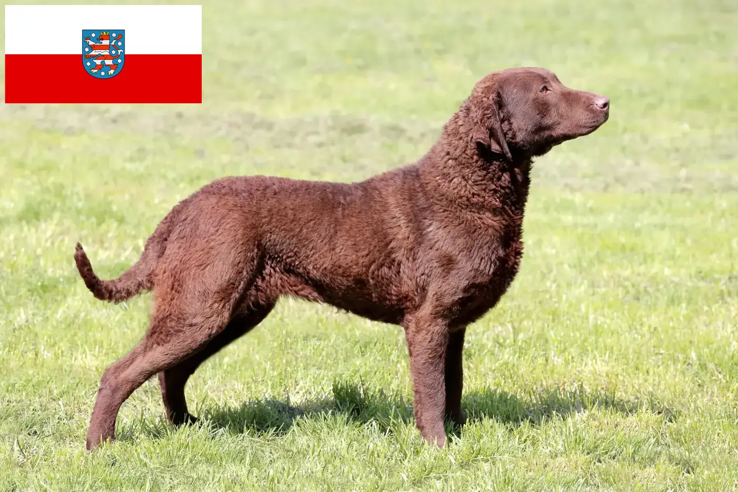 Read more about the article Chesapeake Bay Retriever breeders and puppies in Thuringia