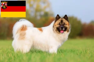 Read more about the article Elo breeders and puppies in Rhineland-Palatinate