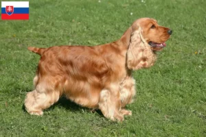 Read more about the article English Cocker Spaniel breeders and puppies in Slovakia