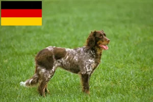 Read more about the article Épagneul Picard breeders and puppies in Germany