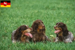 Read more about the article Épagneul Picard breeders and puppies in Lower Saxony