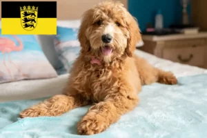 Read more about the article Goldendoodle breeders and puppies in Baden-Württemberg