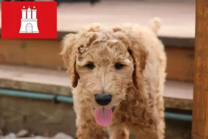 Read more about the article Goldendoodle breeders and puppies in Hamburg