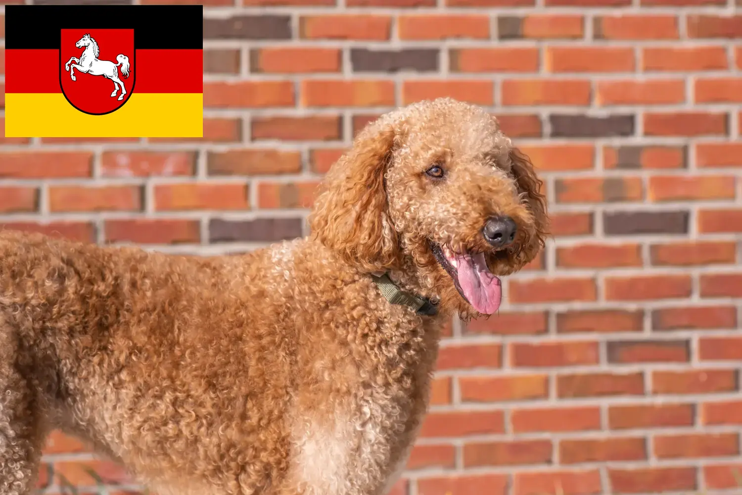 Read more about the article Goldendoodle breeders and puppies in Lower Saxony