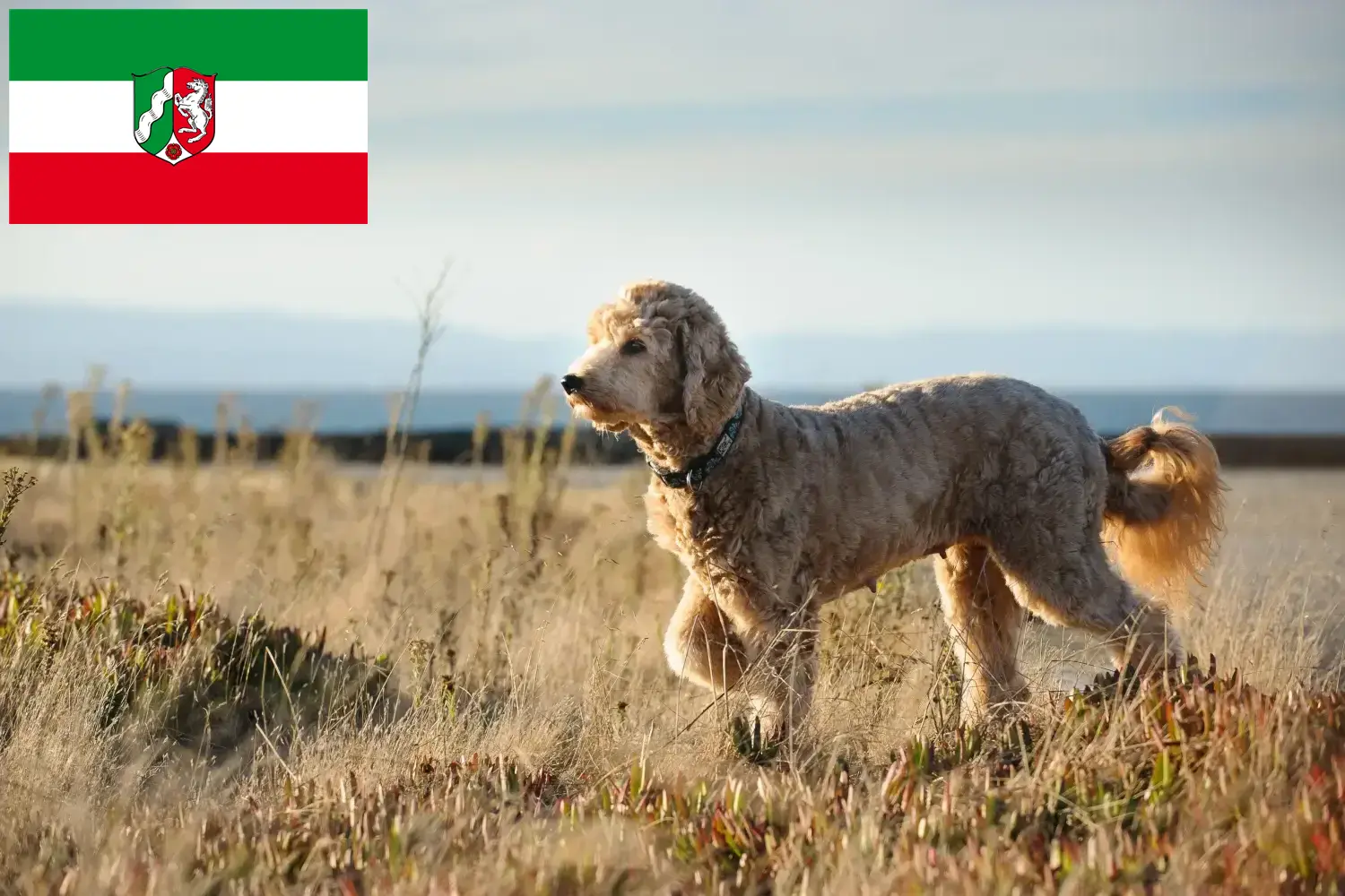 Read more about the article Goldendoodle breeders and puppies in North Rhine-Westphalia