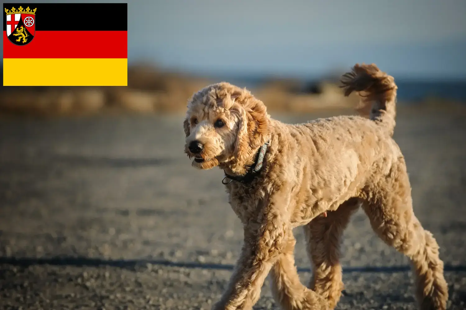 Read more about the article Goldendoodle breeders and puppies in Rhineland-Palatinate