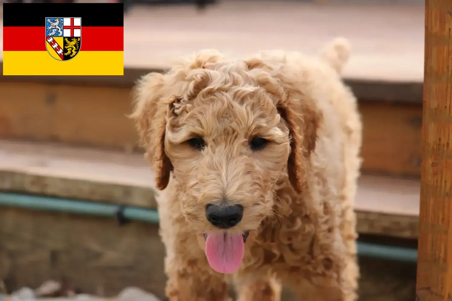 Read more about the article Goldendoodle breeders and puppies in Saarland