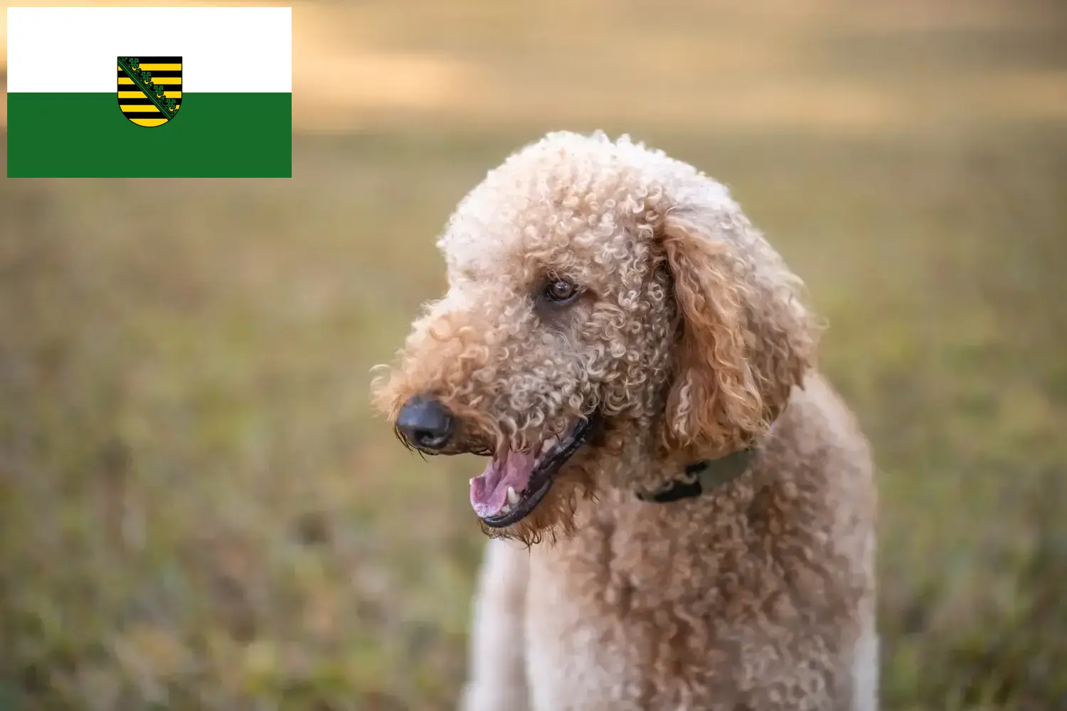 Read more about the article Goldendoodle breeders and puppies in Saxony