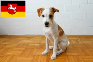 Read more about the article Kromfohrländer breeders and puppies in Lower Saxony