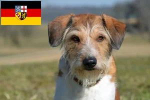 Read more about the article Kromfohrländer breeders and puppies in Saarland