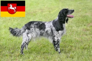 Read more about the article Large Münsterländer breeder and puppies in Lower Saxony