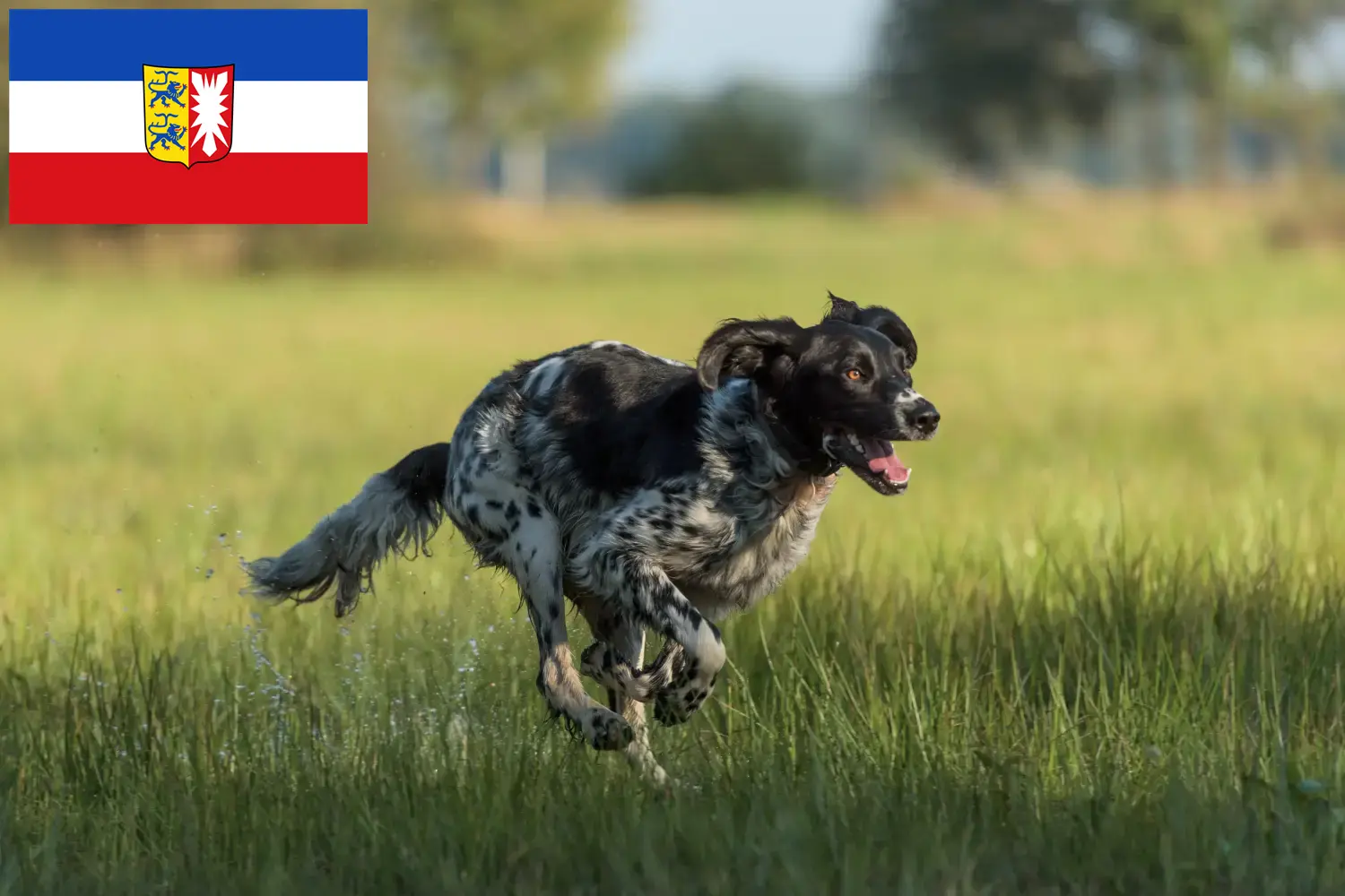 Read more about the article Large Münsterländer breeder and puppies in Schleswig-Holstein