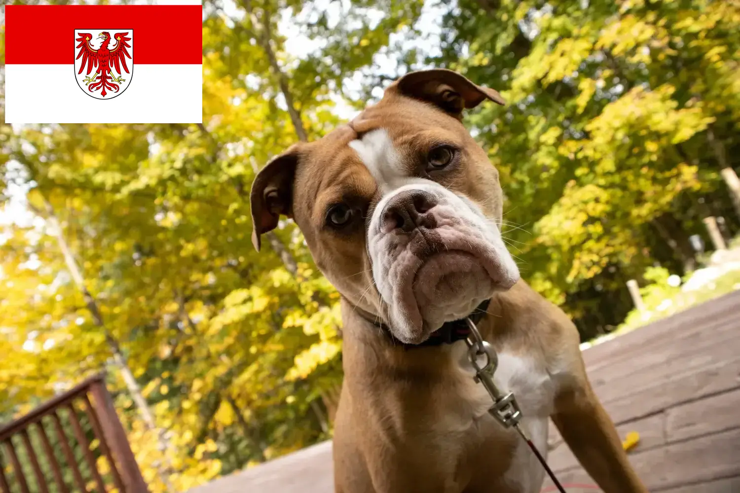 Read more about the article Olde English Bulldog breeders and puppies in Brandenburg