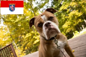 Read more about the article Olde English Bulldog breeders and puppies in Hessen