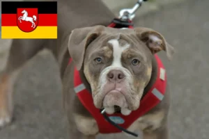 Read more about the article Olde English Bulldog breeders and puppies in Lower Saxony