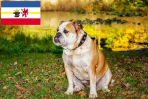 Read more about the article Olde English Bulldog breeders and puppies in Mecklenburg-Vorpommern