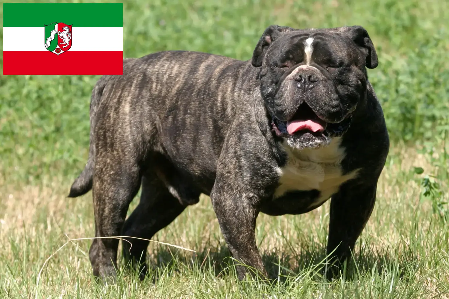 Read more about the article Olde English Bulldog breeders and puppies in North Rhine-Westphalia