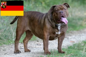 Read more about the article Olde English Bulldog breeders and puppies in Rhineland-Palatinate